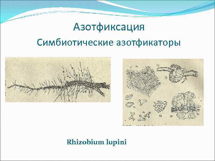 Азотфиксация Симбиотические азотфикаторы Rhizobium lupini 