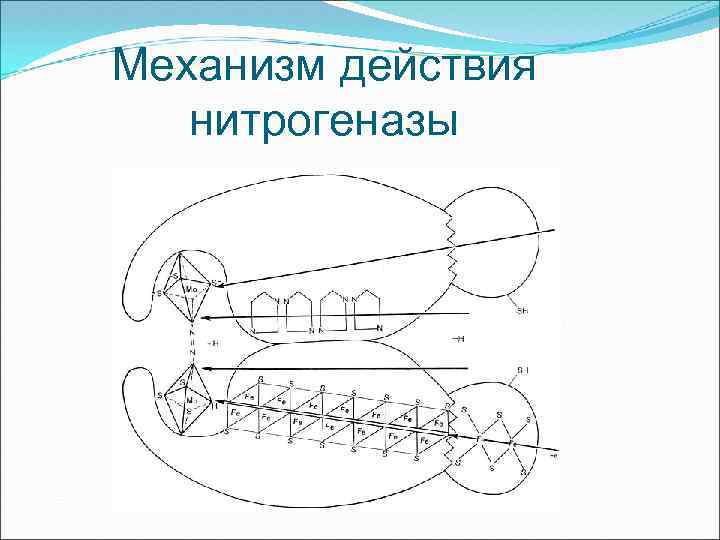 Механизм действия нитрогеназы 