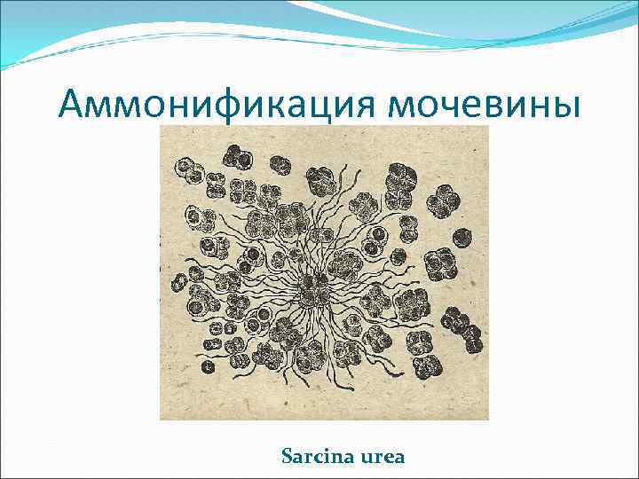 Аммонификация мочевины Sarcina urea 