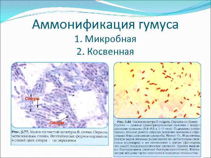 Аммонификация гумуса 1. Микробная 2. Косвенная 