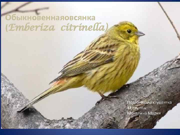 Обыкновеннаяовсянка (Emberiza citrinella) Подготовила студентка 41 группы Мочалина Мария 