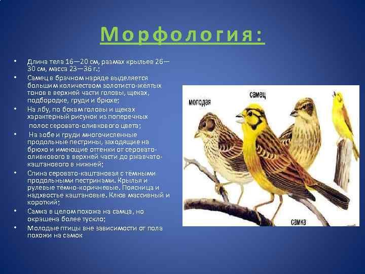 Морфология: • • Длина тела 16— 20 см, размах крыльев 26— 30 см, масса