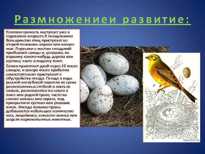 Размножениеи развитие: Половая зрелость наступает уже в годовалом возрасте. К гнездованию большинство птиц приступает