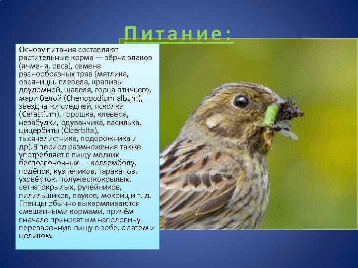 Питание: Основу питания составляют растительные корма — зёрна злаков (ячменя, овса), семена разнообразных трав