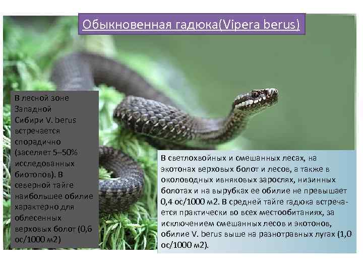 Обыкновенная гадюка(Vipera berus) В лесной зоне Западной Сибири V. berus встречается спорадично (заселяет 5–