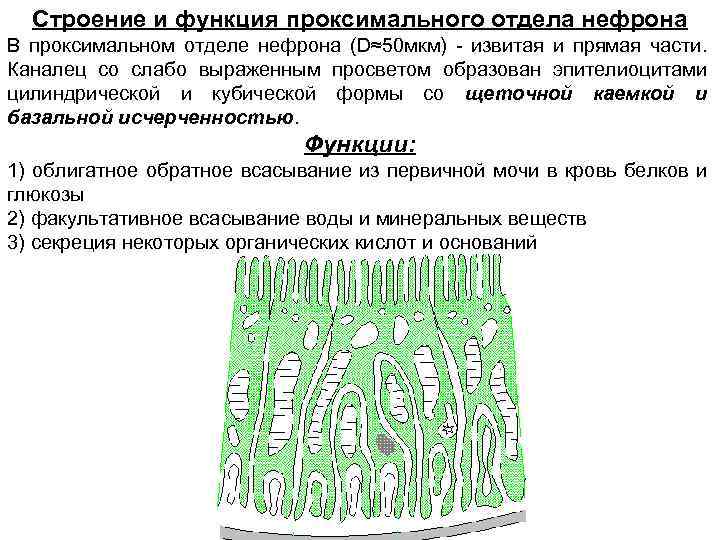 Строение и функция проксимального отдела нефрона В проксимальном отделе нефрона (D≈50 мкм) - извитая