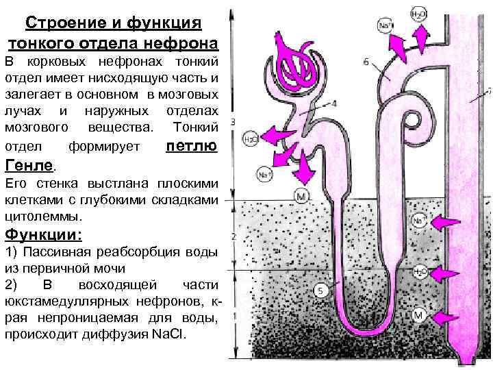 Нефрон рисунок егэ