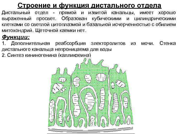 Строение и функция дистального отдела Дистальный отдел - прямой и извитой канальцы, имеет хорошо