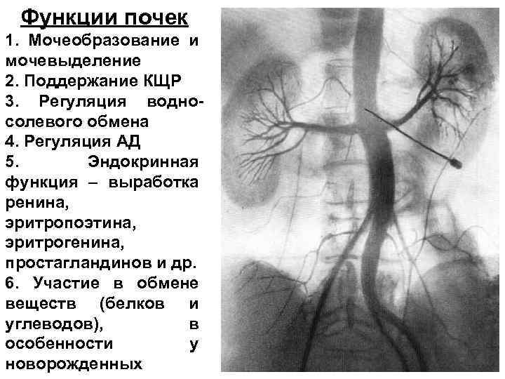 Функции почек 1. Мочеобразование и мочевыделение 2. Поддержание КЩР 3. Регуляция водносолевого обмена 4.