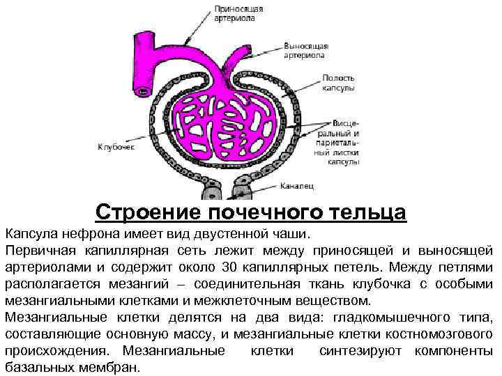 Почечное тельце состоит из