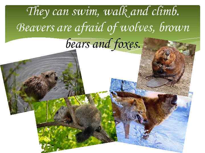 They can swim, walk and climb. Beavers are afraid of wolves, brown bears and