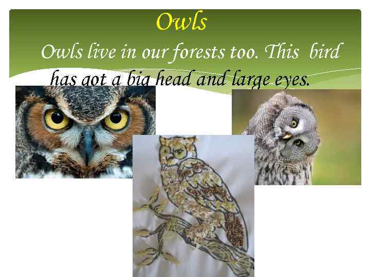 Owls live in our forests too. This bird has got a big head and