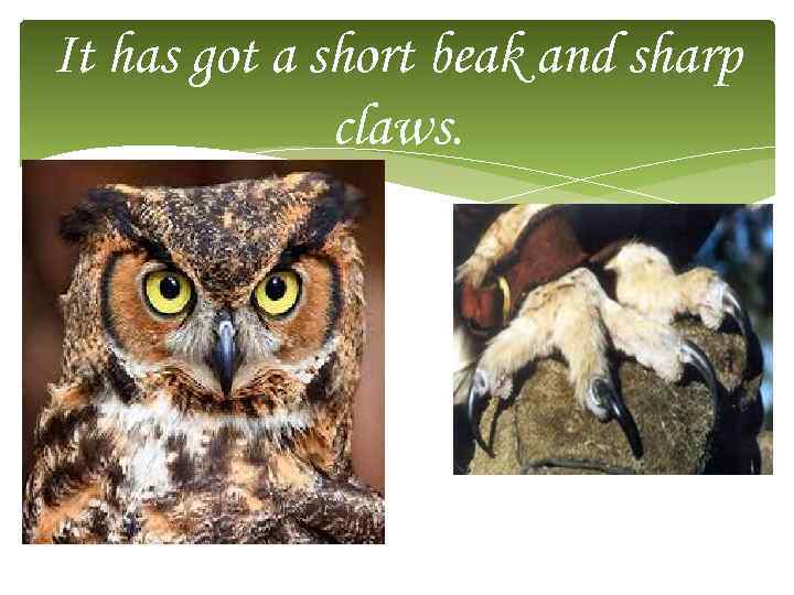 It has got a short beak and sharp claws. 