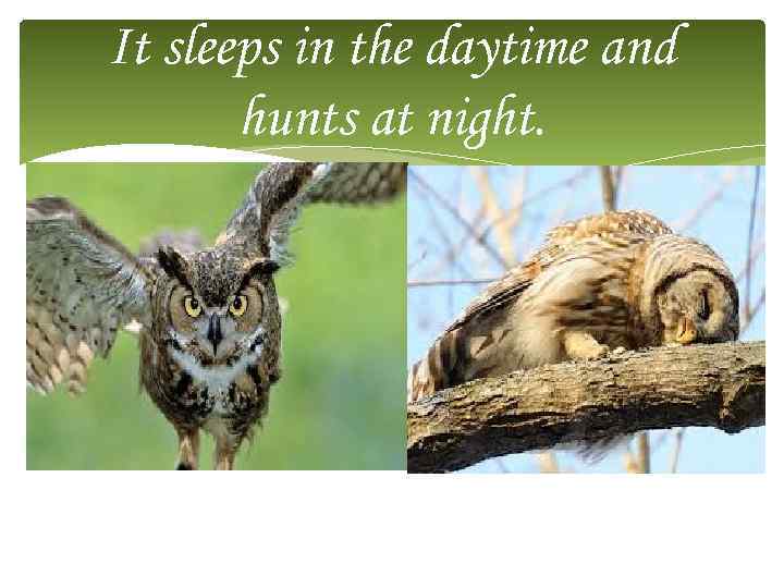 It sleeps in the daytime and hunts at night. 