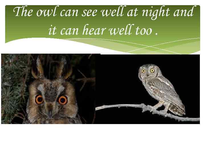 The owl can see well at night and it can hear well too. 