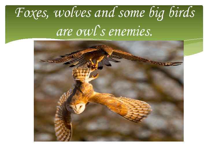 Foxes, wolves and some big birds are owl`s enemies. 