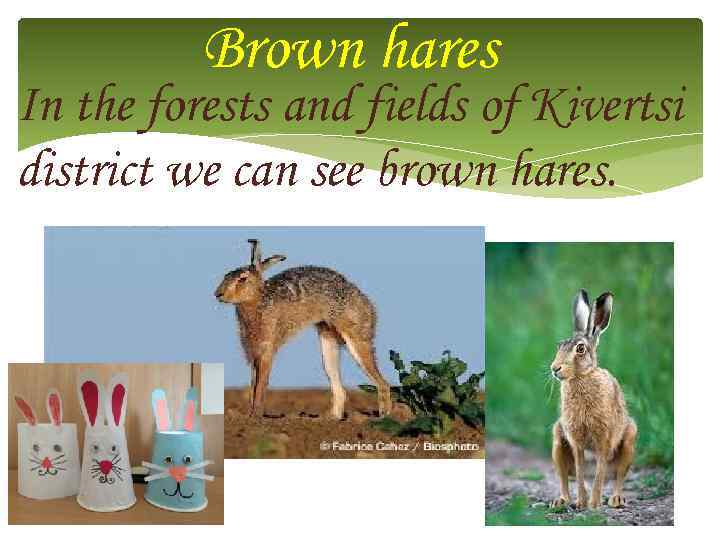 Brown hares In the forests and fields of Kivertsi district we can see brown