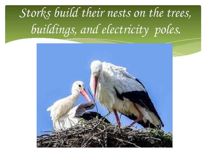 Storks build their nests on the trees, buildings, and electricity poles. 