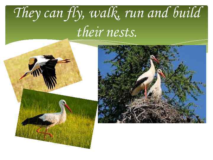 They can fly, walk, run and build their nests. 