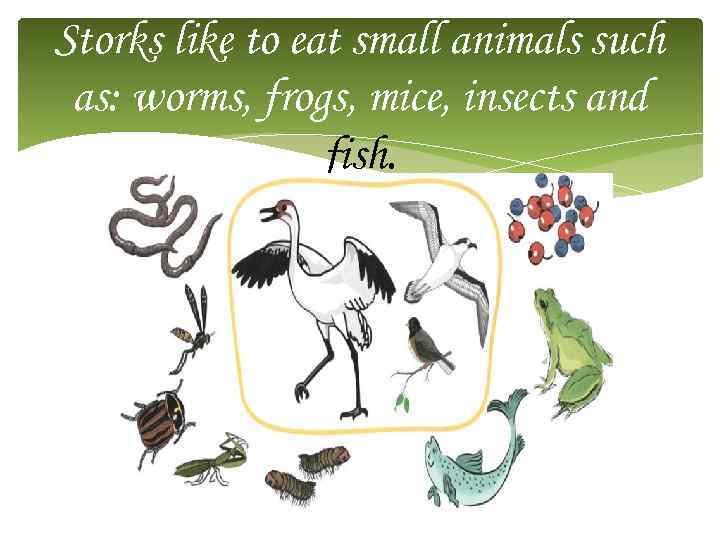 Storks like to eat small animals such as: worms, frogs, mice, insects and fish.