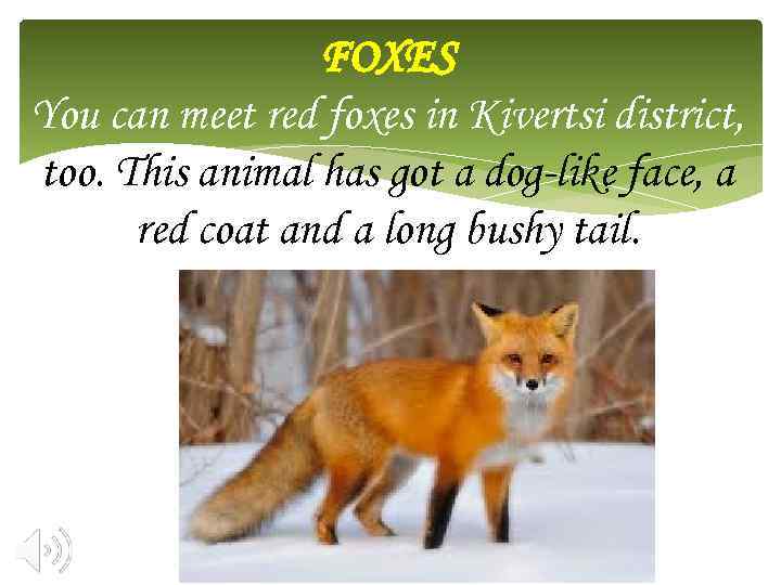 FOXES You can meet red foxes in Kivertsi district, too. This animal has got