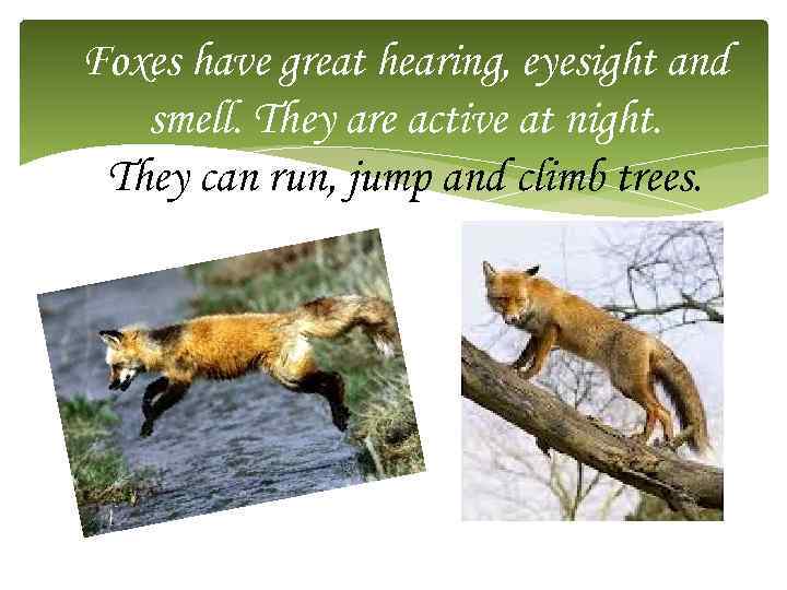 Foxes have great hearing, eyesight and smell. They are active at night. They can