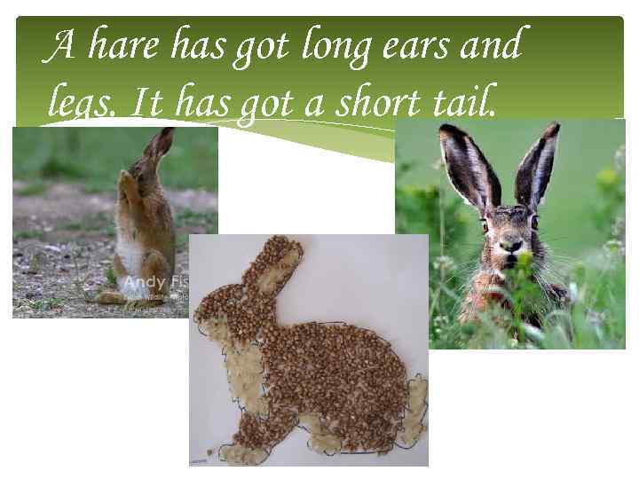 A hare has got long ears and legs. It has got a short tail.