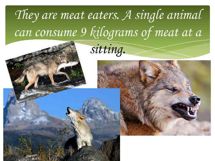 They are meat eaters. A single animal can consume 9 kilograms of meat at