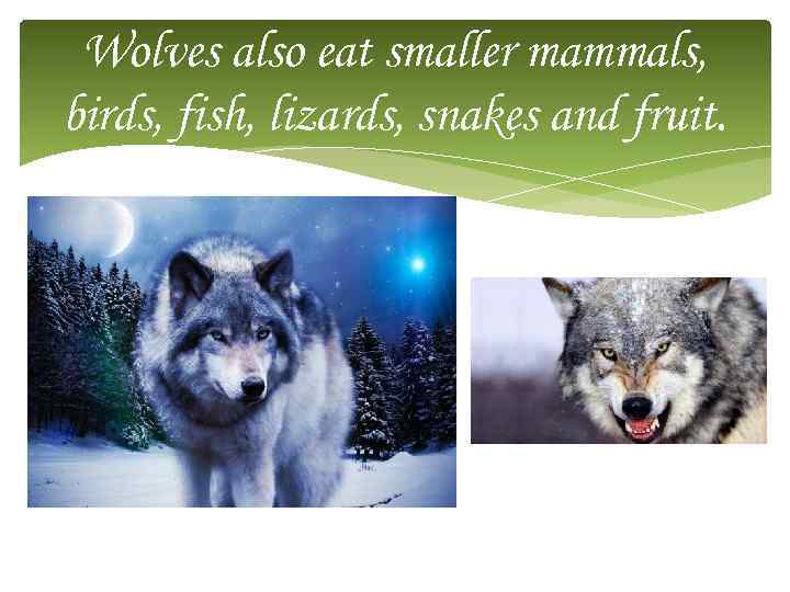 Wolves also eat smaller mammals, birds, fish, lizards, snakes and fruit. 