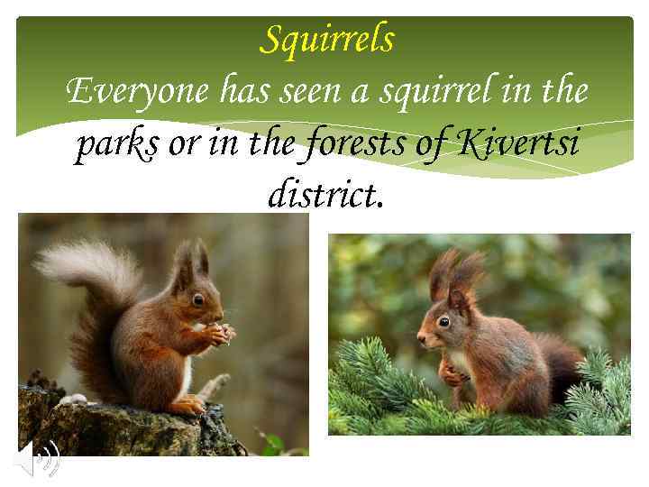 Squirrels Everyone has seen a squirrel in the parks or in the forests of