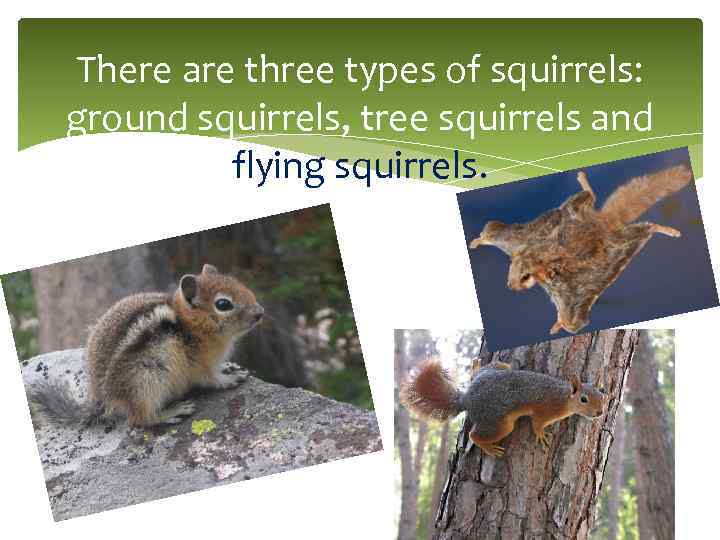 There are three types of squirrels: ground squirrels, tree squirrels and flying squirrels. 