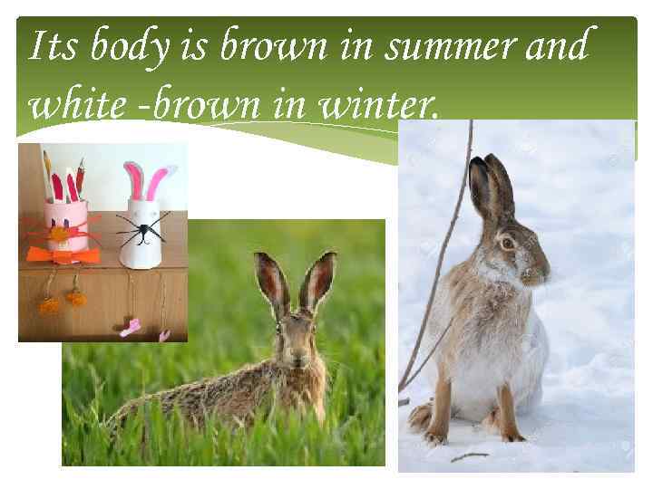 Its body is brown in summer and white -brown in winter. 