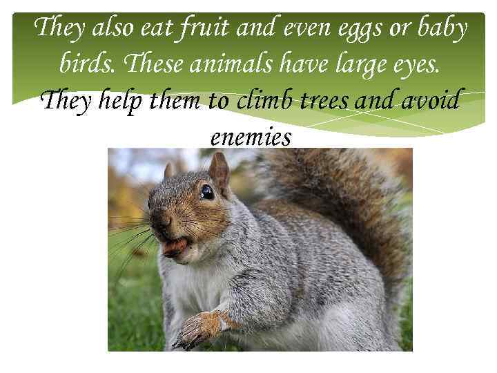 They also eat fruit and even eggs or baby birds. These animals have large