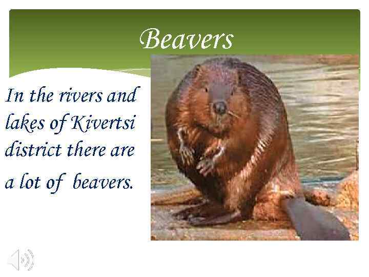 Beavers In the rivers and lakes of Kivertsi district there a lot of beavers.