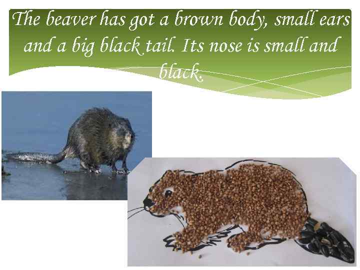 The beaver has got a brown body, small ears and a big black tail.