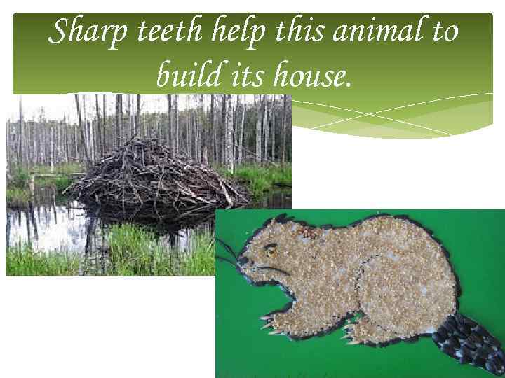 Sharp teeth help this animal to build its house. 