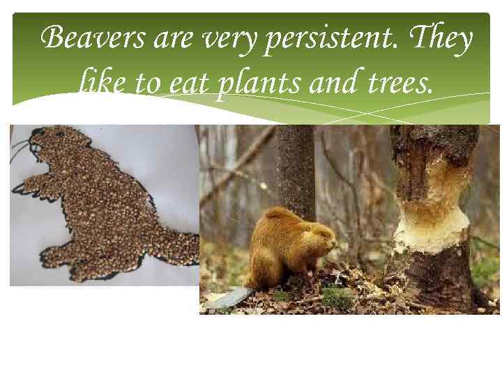 Beavers are very persistent. They like to eat plants and trees. 