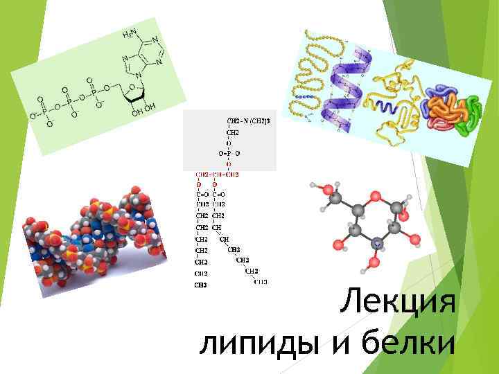 Лекция липиды и белки 