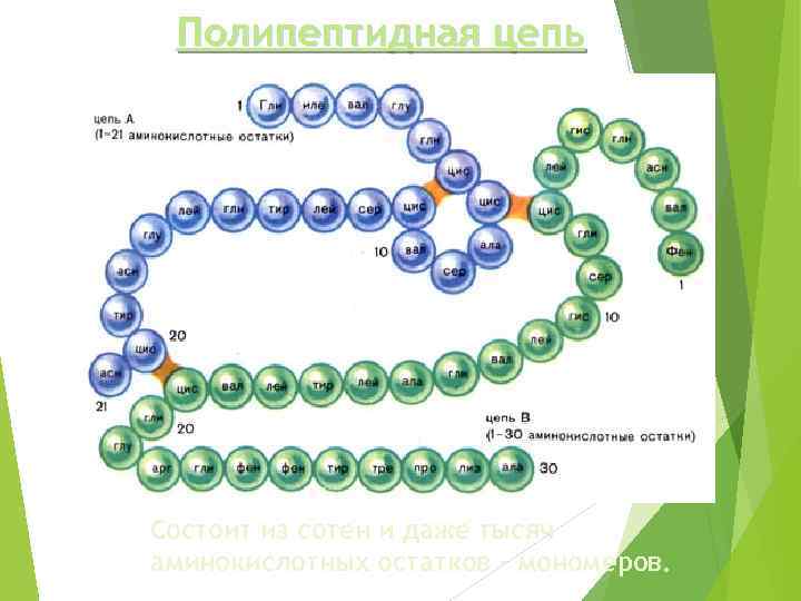 Полипептидная цепь Состоит из сотен и даже тысяч аминокислотных остатков - мономеров. 
