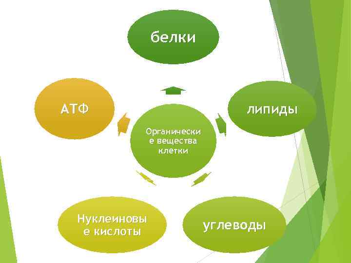 белки липиды АТФ Органически е вещества клетки Нуклеиновы е кислоты углеводы 