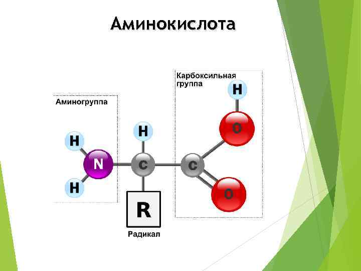 Аминокислота 