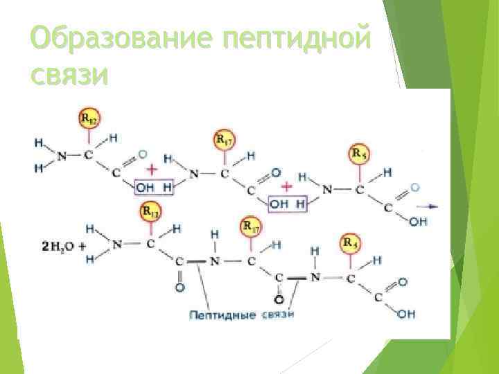 Белки атф