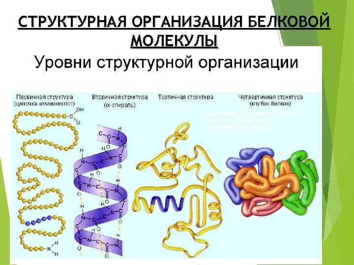 Уровни организации белков. 4 Уровня структурной организации белков. Структурная организация белков. Структурная организация белковых молекул. Уровни структурной организации белков таблица.