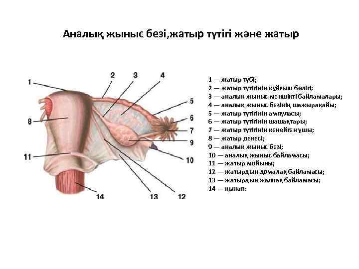 Аналық жыныс безі, жатыр түтігі және жатыр 1 — жатыр түбі; 2 — жатыр