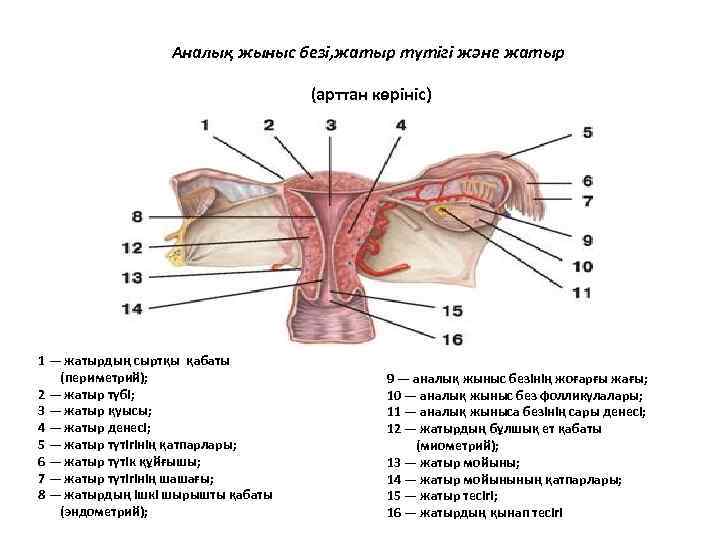 Аналық жыныс безі, жатыр түтігі және жатыр (арттан көрініс) 1 — жатырдың сыртқы қабаты