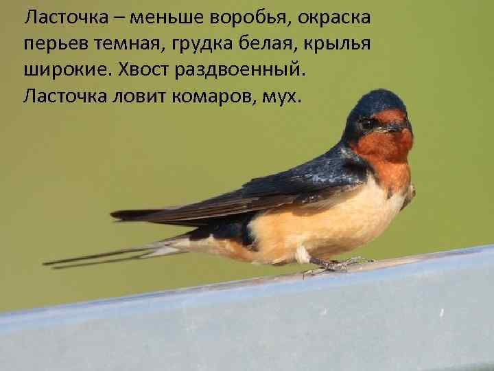  Ласточка – меньше воробья, окраска перьев темная, грудка белая, крылья широкие. Хвост раздвоенный.