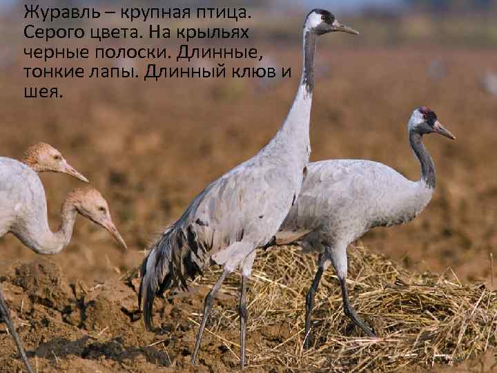  Журавль – крупная птица. Серого цвета. На крыльях черные полоски. Длинные, тонкие лапы.