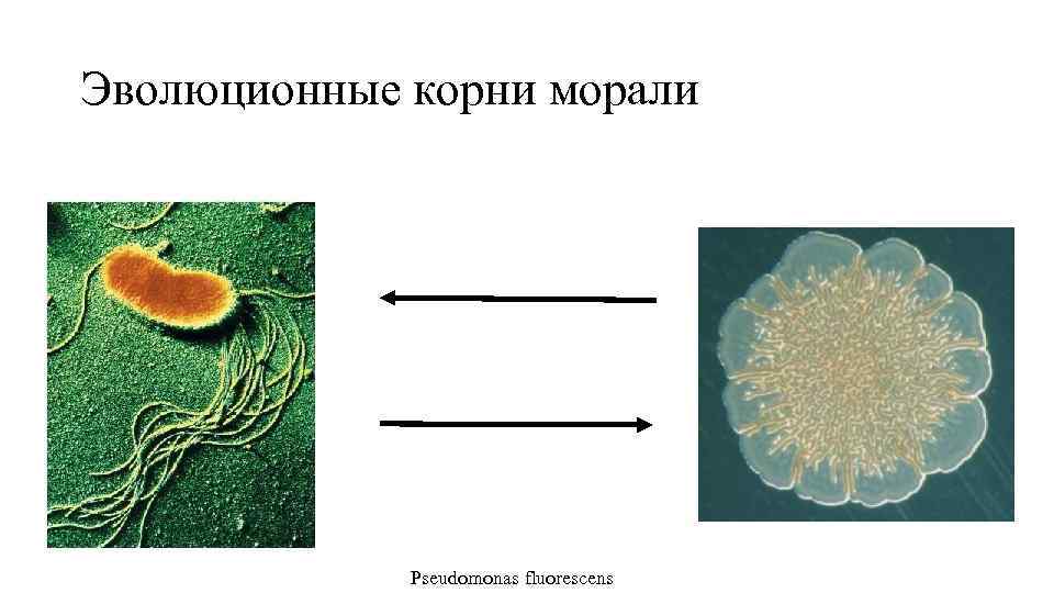 Эволюционные корни морали Pseudomonas fluorescens 