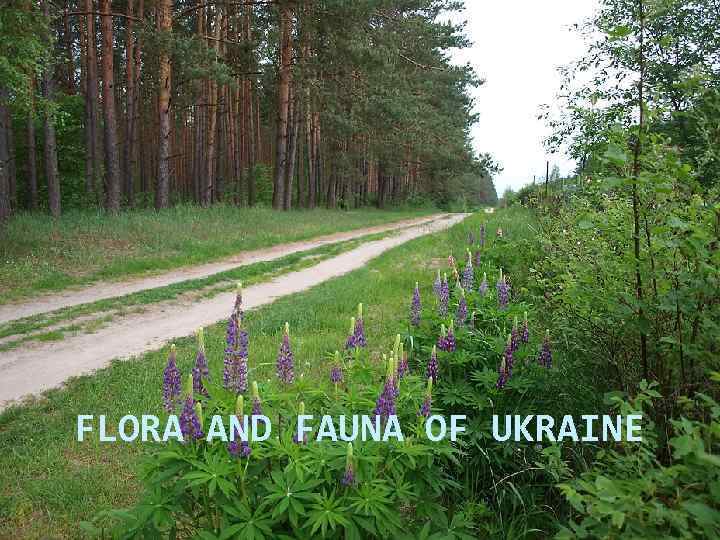 FLORA AND FAUNA OF UKRAINE 