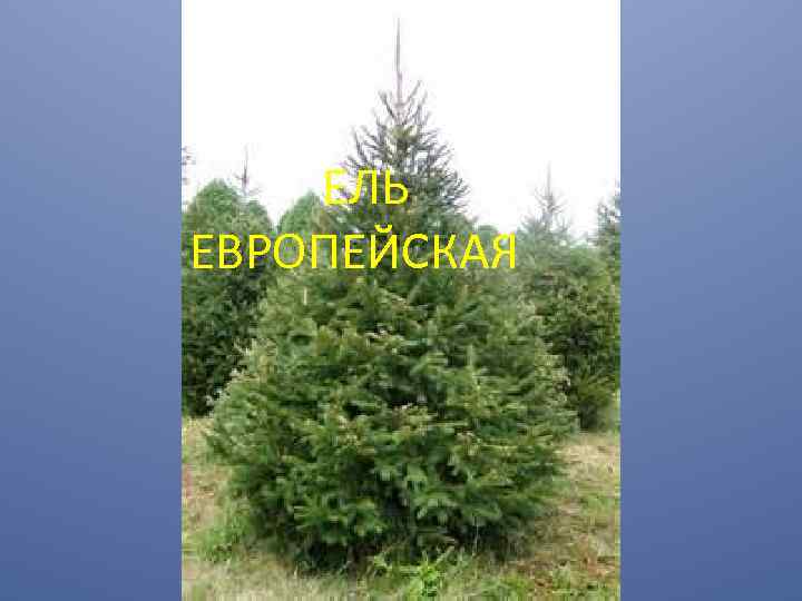 ЕЛЬ ЕВРОПЕЙСКАЯ 